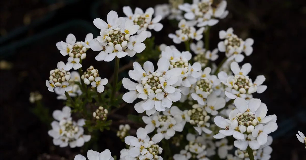 Immergrüne Schleifenblume 'Fischbeck' online kaufen bei Olerum