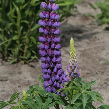 Hohe Lupine 'Camelot Blue'