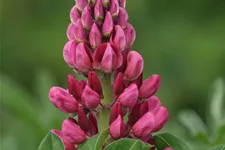 Hohe Lupine 'Camelot Red' 9 x 9 cm Topf 0,5 Liter