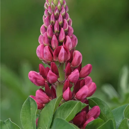 Hohe Lupine 'Camelot Red'
