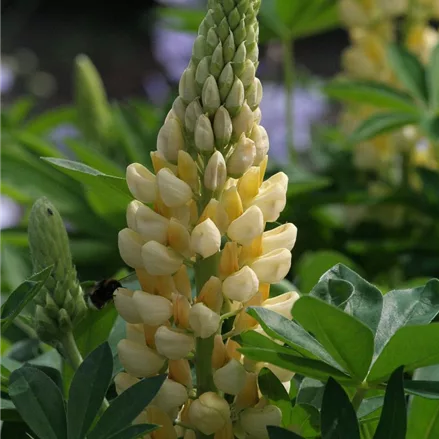 Hohe Lupine 'Camelot Yellow'