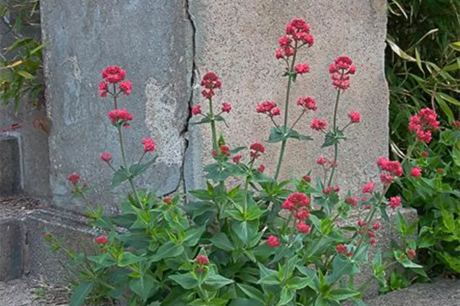Rotblühende Spornblume 'Coccineus' 9 x 9 cm Topf 0,5 Liter
