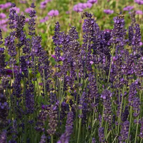 Lavendel 'Essence Purple'
