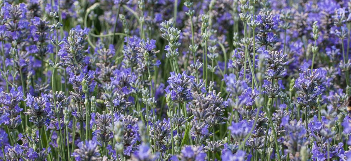 Provence-Lavendel 'Cedar Blue' 9 x 9 cm Topf 0,5 Liter