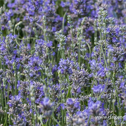 Provence-Lavendel 'Cedar Blue'