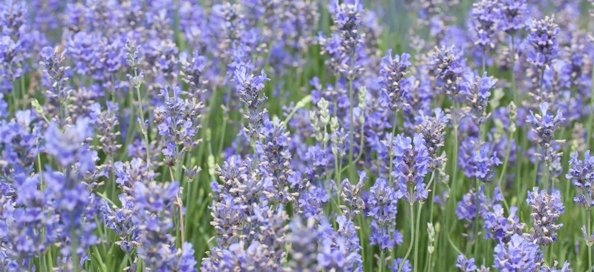 Provence-Lavendel 'Bowles Variety' 9 x 9 cm Topf 0,5 Liter