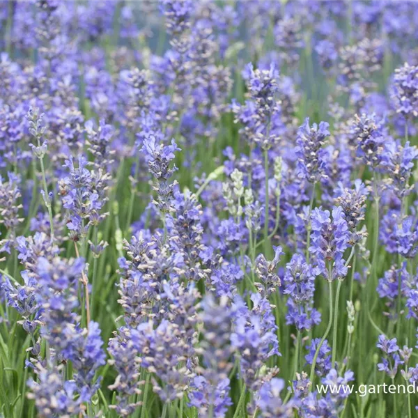 Provence-Lavendel 'Bowles Variety'