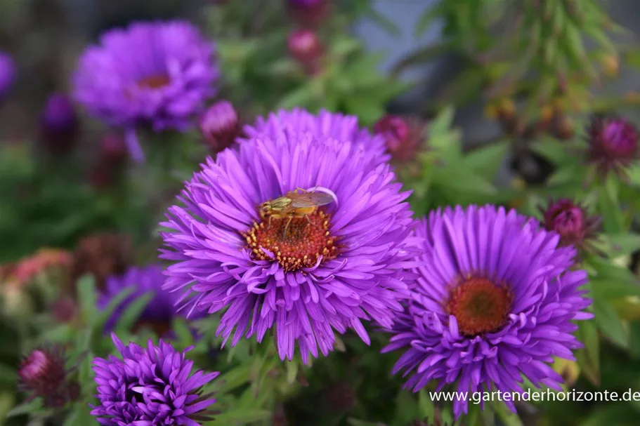 RaublattAster 'Purple Dome' online kaufen bei Olerum