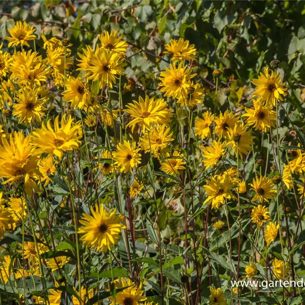 Stauden-Sonnenblume 'Monarch'