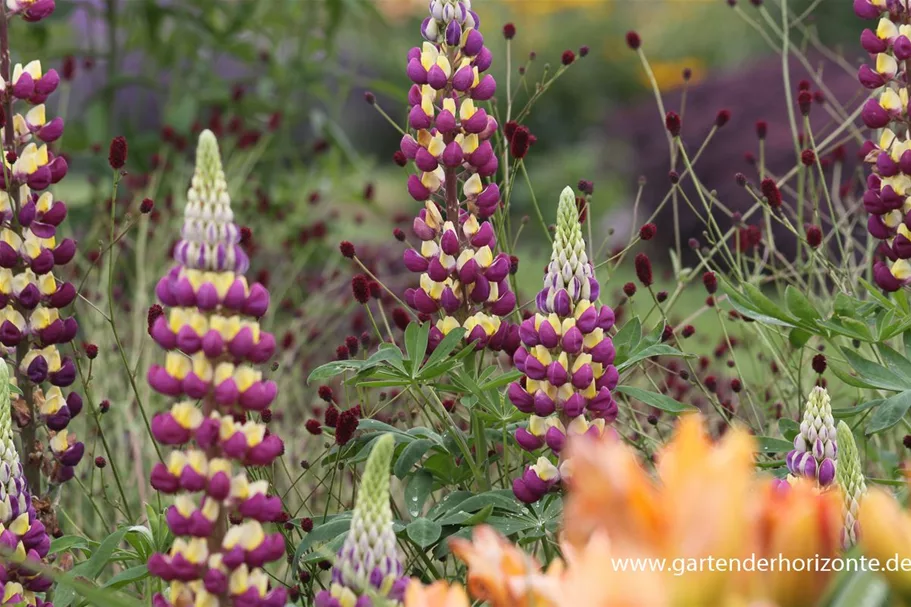 Westcountry Lupine 'Manhattan Lights' online kaufen bei Olerum