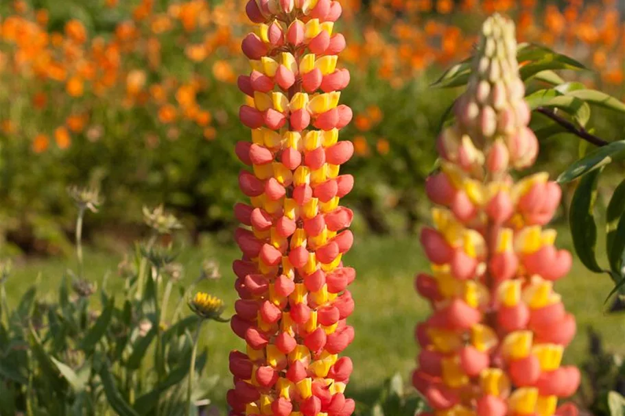 Westcountry Lupine 'Gladiator' 1,3 Liter Topf