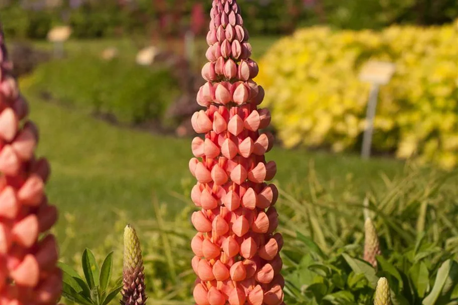 Westcountry Lupine 'Salmon Star' 1,3 Liter Topf