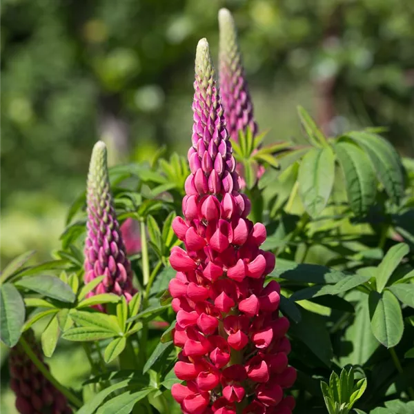 Westcountry Lupine 'Beefeater'
