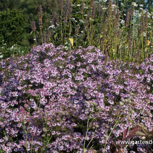 Waagerechte Aster 'Coombe Fishacre'