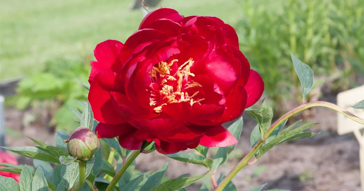 Frühblühende Pfingstrose 'Buckeye Belle' online kaufen bei Olerum