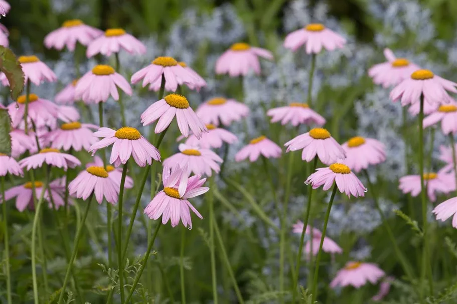 Bunte Margerite 'Robinsons Rosa' online kaufen bei Olerum