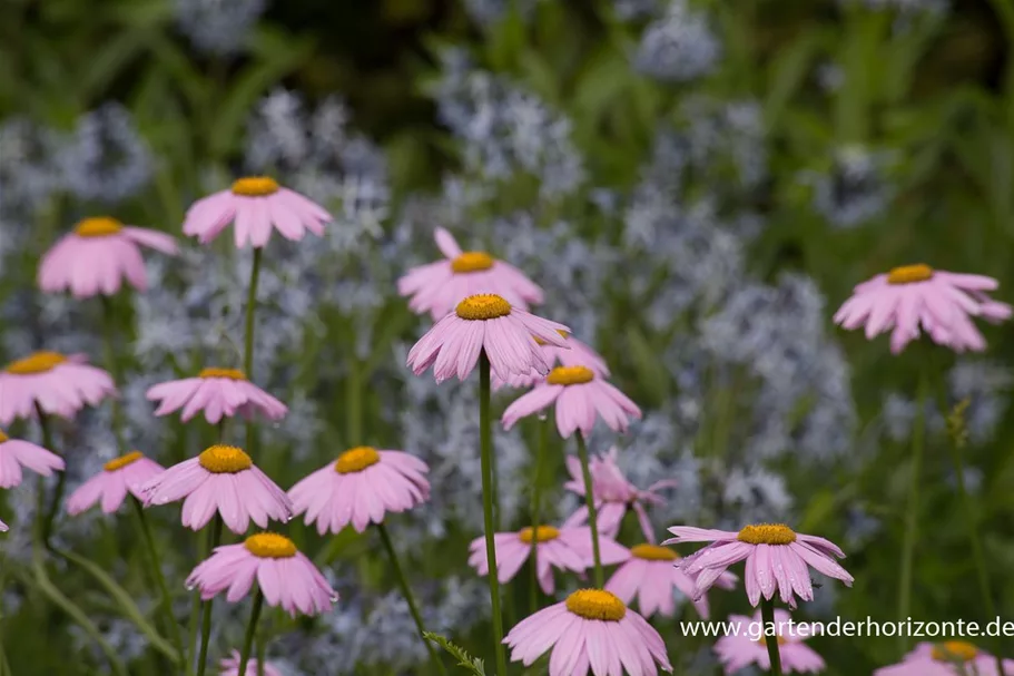 Bunte Margerite 'Robinsons Rosa' online kaufen bei Olerum