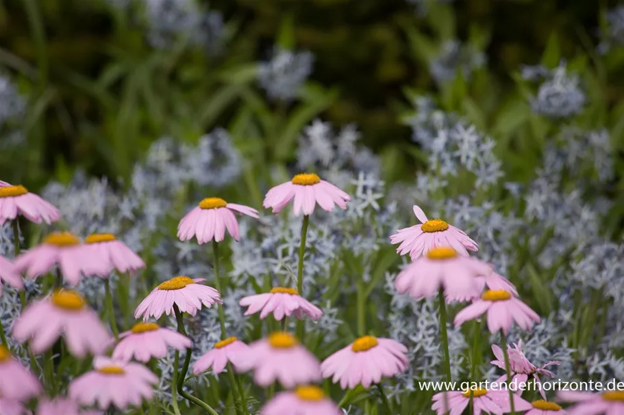 Bunte Margerite 'Robinsons Rosa' online kaufen bei Olerum