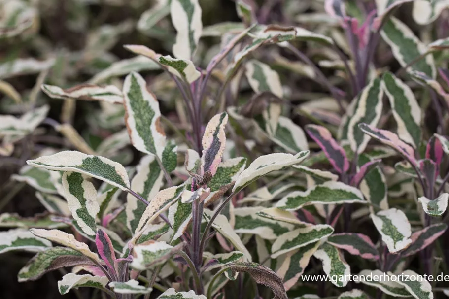 Dreifarbiger Salbei 'Tricolor' online kaufen bei Olerum