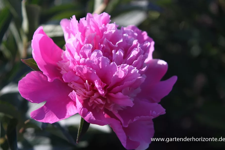 Pfingstrose 'Amabilis' online kaufen bei Olerum