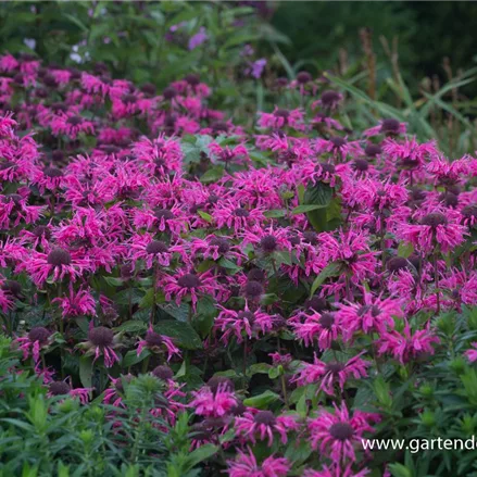 Niedrige Indianernessel 'Pink Lace'