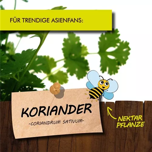 Bio Koriander
