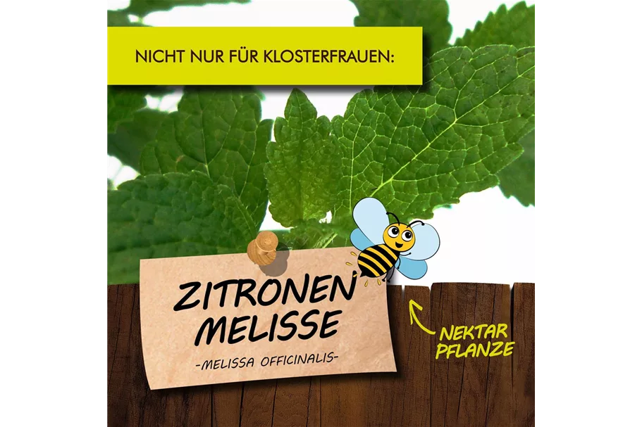 Bio Zitronenmelisse Kräutertopf 12 cm Zitronenmelisse