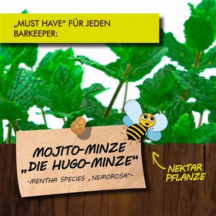 Bio Mojito-Minze 'Hugo'-Minze