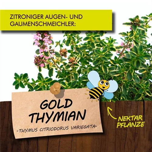 Bio Goldthymian