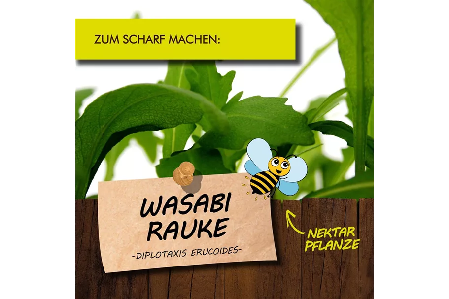Bio Wasabi-Rauke Kräutertopf 12 cm Wasabi-Rauke