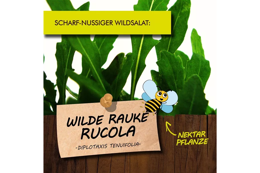 Bio Wilde Rauke Kräutertopf 12 cm Wilde Rauke