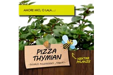 Bio Pizza Thymian Kräutertopf 12 cm Pizza Thymian