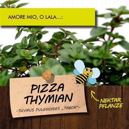 Bio Pizza Thymian