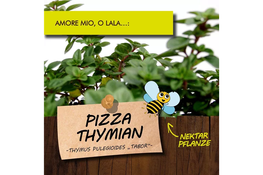 Bio Pizza Thymian Kräutertopf 12 cm Pizza Thymian