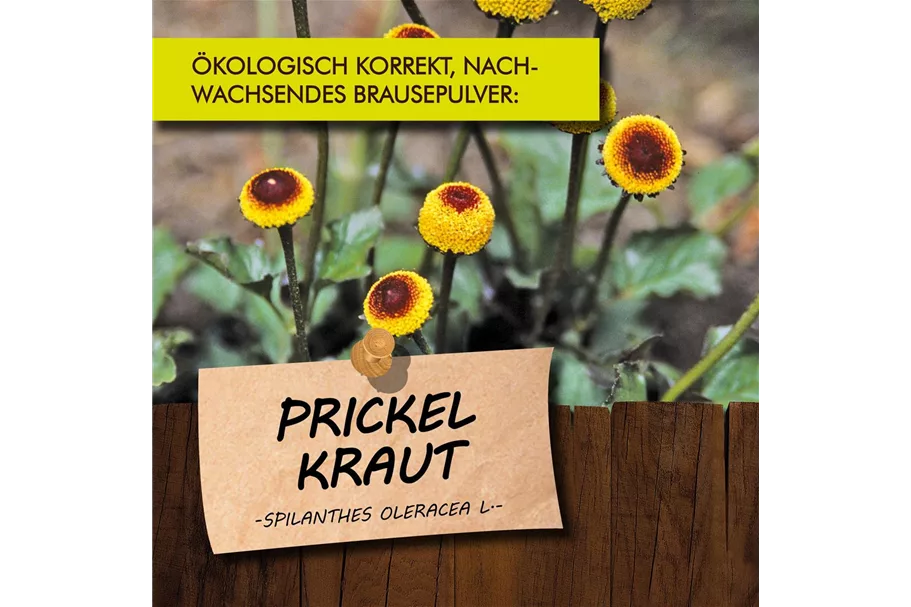 Bio Prickelkraut Kräutertopf 12 cm Prickelkraut