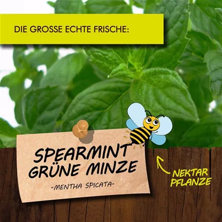 Bio Spearmint-Grüne Minze