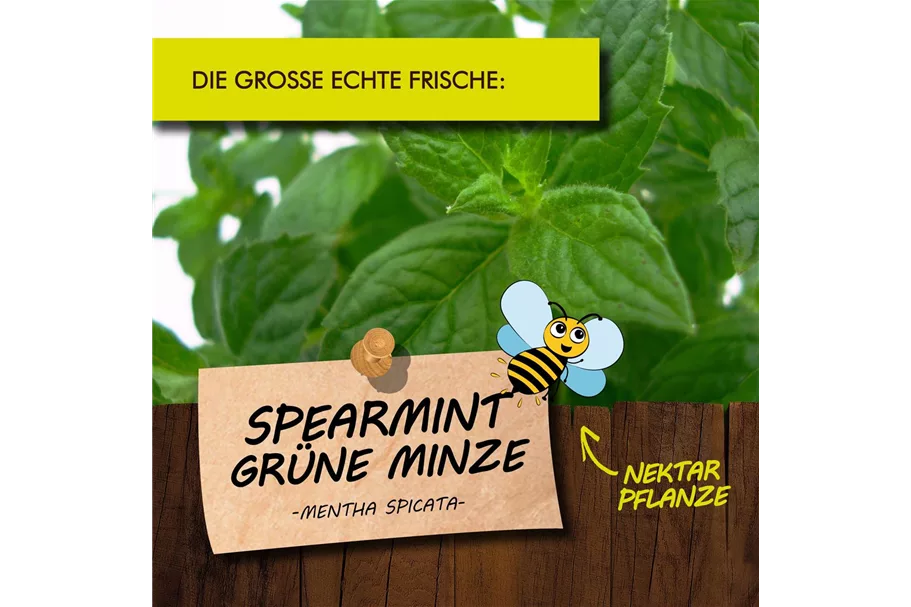 Bio Spearmint-Grüne Minze Kräutertopf 12 cm Spearmint-Grüne Minze