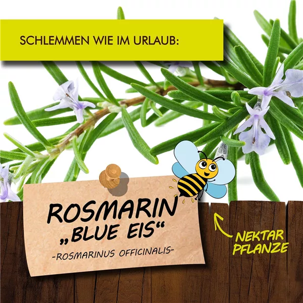 Bio Rosmarin 'Blue Eis'