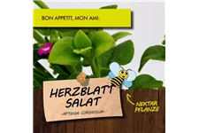 Bio Herzblattsalat Kräutertopf 12 cm Herzblattsalat