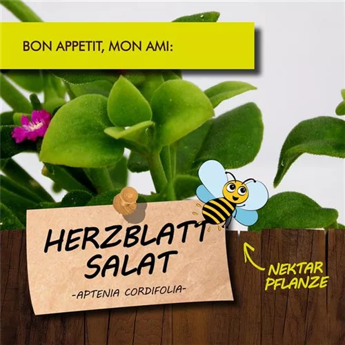 Bio Herzblattsalat