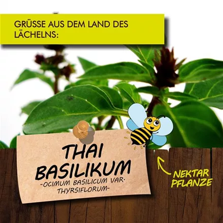 Bio Thai-Basilikum