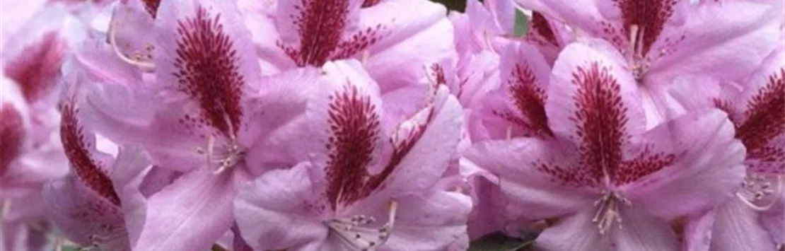 Rhododendron - Blütenrausch der Farben!