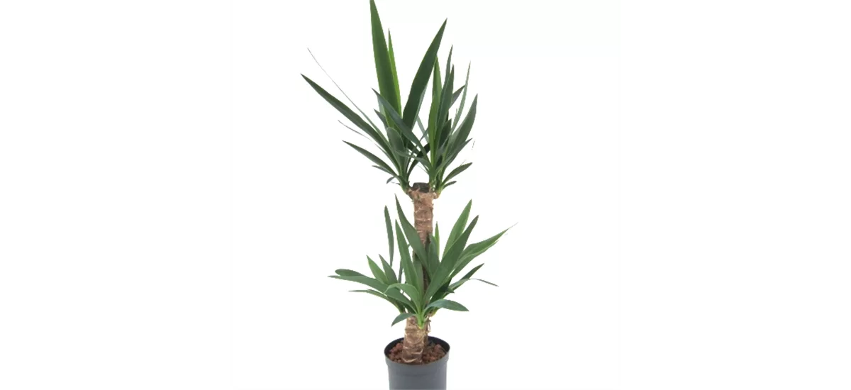 Yuccapalme 15/19 cm Topf Gesamthöhe ca. 40 cm Kopf