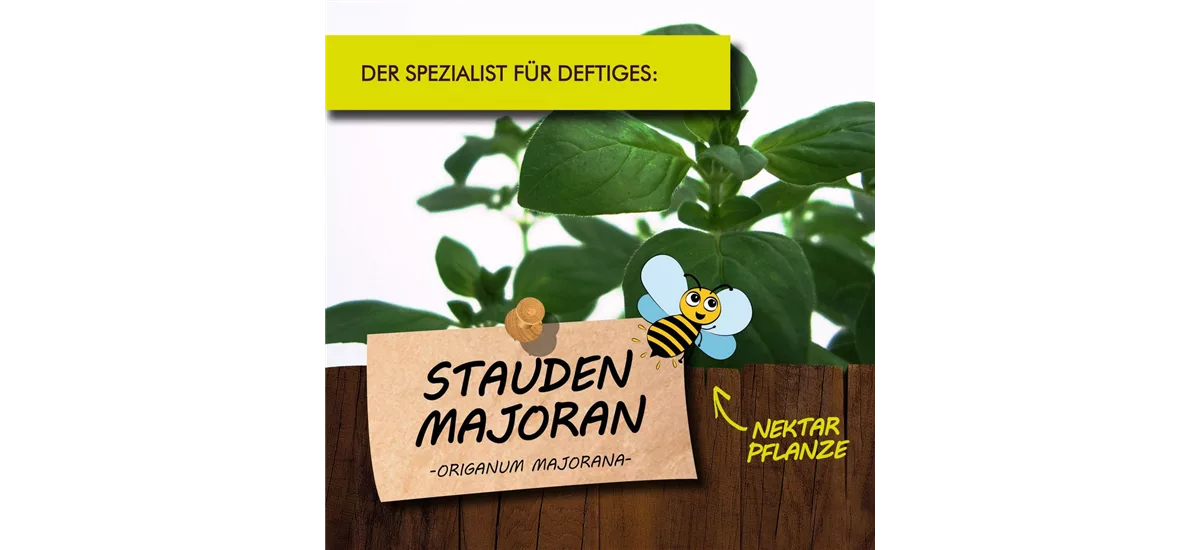 Bio Stauden-Majoran Kräutertopf 12 cm Stauden-Majoran