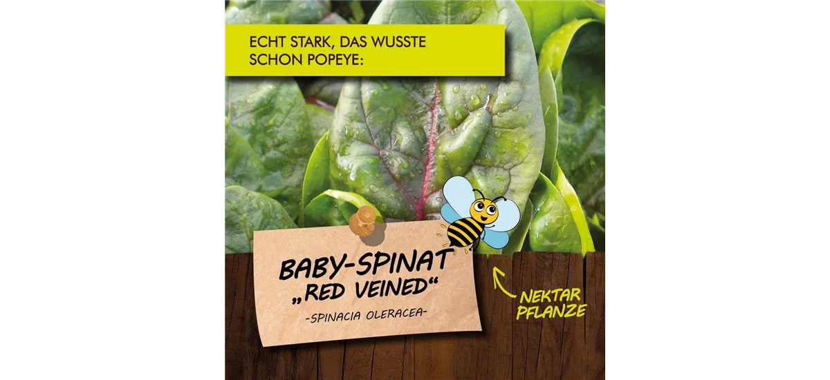 Bio Baby-Spinat Kräutertopf 12 cm Baby-Spinat