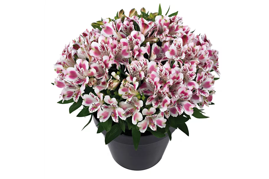 Inkalilie online kaufen bei Olerum