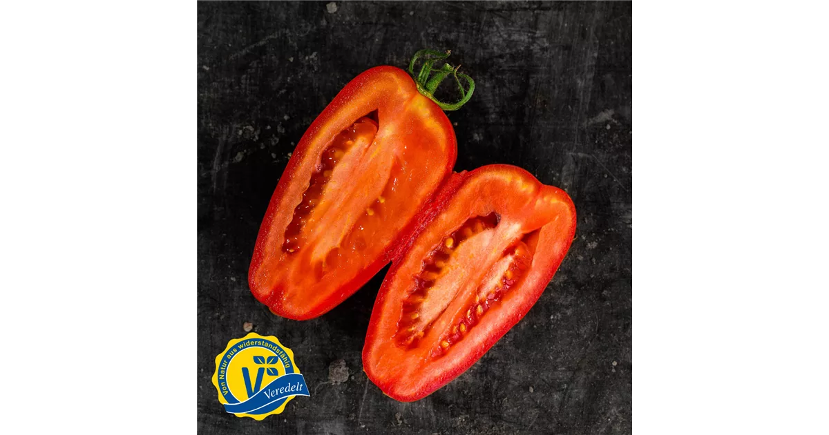 Tomate San Marzano 'Caprese' (Veredelt) online kaufen bei Olerum