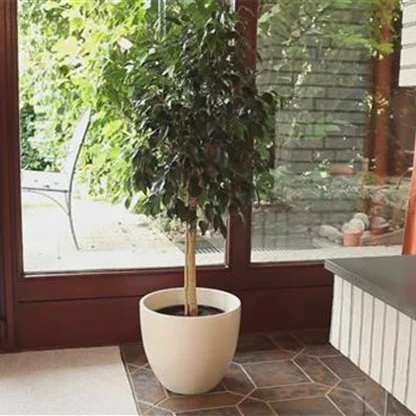 Birkenfeige - Die beliebte Zimmerpflanze umtopfen
