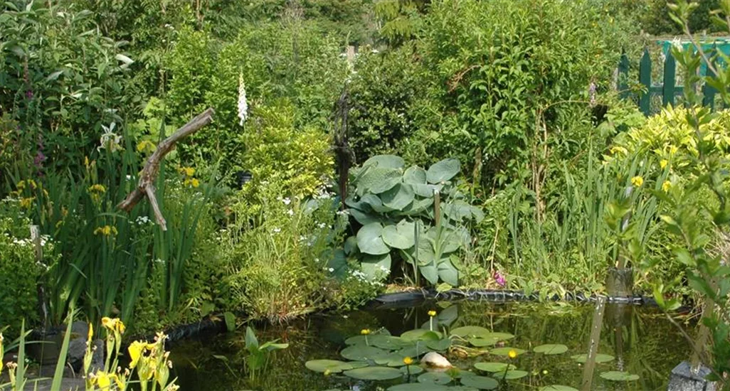 Teich mit Wasserpflanzen