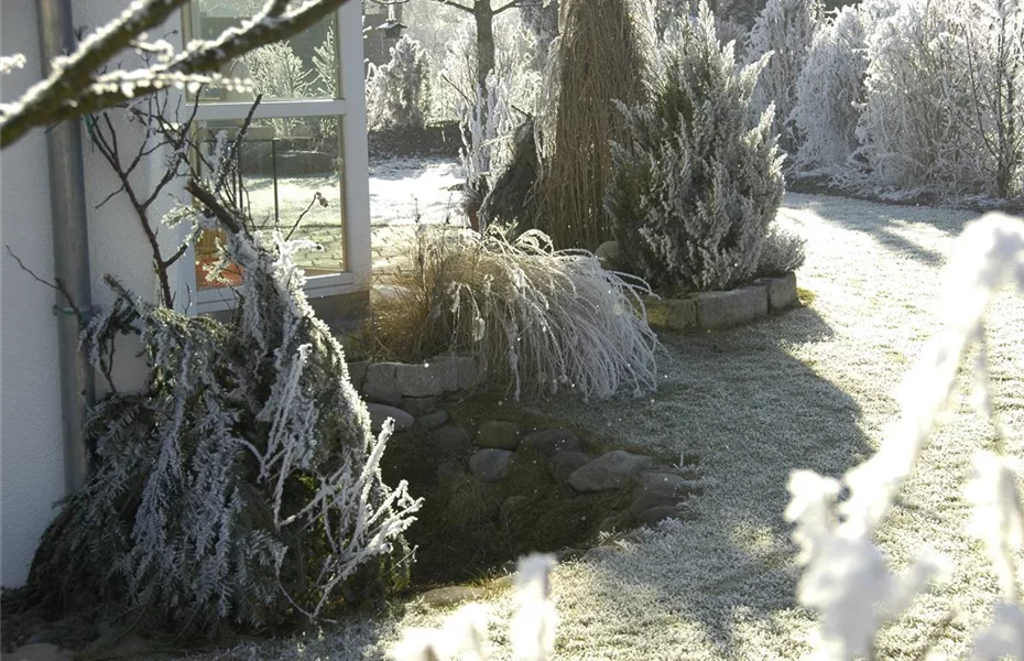 Frostrisse im Winter – Bäume schützen & versorgen